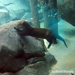 Otter in the Water at Discovery Cove swimming