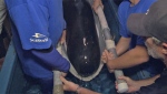 Pilot Whale being lifted up 
