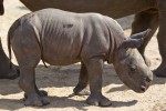 Baby Rhino born at Busch Gardens